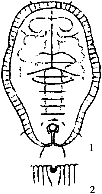 33.桑名棒粉虱